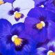 Pansies