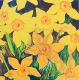 Daffodils 17