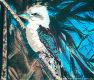 Kookaburra